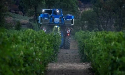 Vendanges dans les vignes de la coopérative viticole de Correns, dans le Var , le 17 août 2026