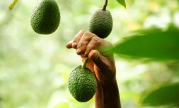 Le fermier Simon Kimani cueille les avocats de sa plantation, le 25 juillet 2018 à Kandara, au Kenya