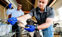 Paulo de Meo Filho, aidé par Ermias Kebreab, insère un tube dans la gueule d'un veau pour pomper du liquide de son estomac qui sera analysé dans le cadre d'un projet de recherche pour réduire les émissions de méthane des bovins. Photo prise à l'université UC Davis en Californie le 23 octobre 2024