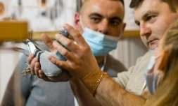 Des visiteurs examinent un pigeon lors de la foire internationale des Pigeons voyageurs, à Katowice, en Pologne, le 7 janvier 2022