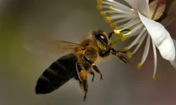 L'Organisation de l'ONU pour l'alimentation et l'agriculture (FAO) et l'Union européenne (UE) ont appelé samedi à une action mondiale pour protéger les pollinisateurs, en particulier les abeilles, indispensables pour assurer la sécurité alimentaire