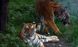 Des tigres du Bengale dans leur enclos du zoo de Lalitpur, le 29 juillet 2022 près de Katmandou, au Népal