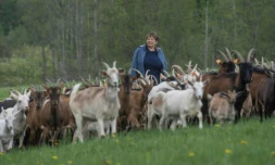 Helena Wroblewska parmi ses chÚvres sur les terres de sa ferme dans la région de la Mazurie (nord-est de la Pologne), le 15 mai 2020