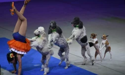 Dernier spectacle du cirque américain Ringling Bros and Barnum and Bailey, au Nassau Veterans Memorial Coliseum, à Long Island (New-York), le 21 mai 2017