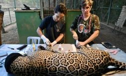 La vétérinaire Pollyanna Motinha (à droite) et une collègue soignent Itapira, une jeune femelle jaguar aux pattes brûlées dans les incendies dans le Pantanal, en Amazonie brésilienne, le 12 septembre 2024 