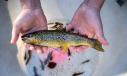 Une truite de la rivière "La Savoureuse", sauvée lors d'une opération de pêche électrique, le 5 août 2020 à Lepuix, dans le Territoire de Belfort