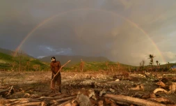 Un homme coupe du bois à Coteaux (sud-ouest de Haïti) théâtre de nombreuses destructions après le passage de l'ouragan Matthew, le 4 novembre 2016