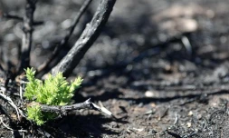 Mardi 14 Décembre 2010

Le site du Maïdo après l'incendie d'Octobre 2010
