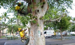Jeudi 16 Décembre 2010
Le Port abattage du Ficus place des cheminots