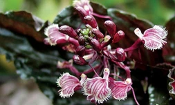 Photo Patrice Bernet