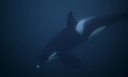 Une orque photographiée le 13 janvier 2019 dans un fjord près de Tromson en Norvège