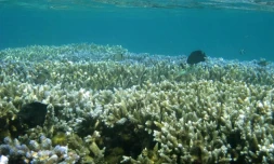 Mesures dans le lagon
(Photo DR - Vianney Denis)