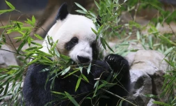 Le panda Lei Lei, sur cette photo datant du 16 décembre 2025, et son frère Xiao Xiao vont quitter Tokyo le 27 janvier pour la Chine