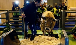 "Haute", une vache âgée de 6 ans et mascotte du Salon de l'Agriculture avec son propriétaire Thibault Dijols au Parc des Expositions de la Porte de Versailles à Paris, le 22 février 2018