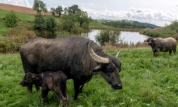 Des bufflonnes dans un pâturage à Almont-les-Junies, le 29 août 2018 dans l'Aveyron
