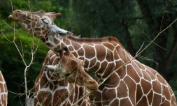Des girafes au zoo Hellabrunn de Munich, le 12 juillet 2019 en Allemagne