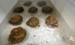 Des hußtres à l'écloserie de l'Institut des Sciences Marines de Portsmouth, le 6 avril 2021 au Royaume-Uni