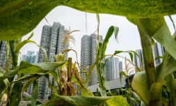 Culture sur toiture sur le toit du centre commercial Metropole Plaza à Hong Kong