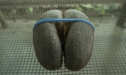 Un coco-fesse, le 22 novembre 2019 à Victoria, aux Seychelles: sa forme suggestive et ses prétendues vertus aphrodisiaques lui ont apporté une renommée mondiale.