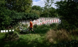 Un homme travaille dans le potager collectif du "Quartier libre des Lentillères", une ZAD urbaine à Dijon, le 3 août 2025 en Côte d'Or
