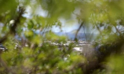 Vendredi 7 Janvier 2011
Sentier botanique de La Providence
(Photo Marie Trouvé)