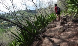Vendredi 7 Janvier 2011Sentier botanique de La Providence (Photo Marie Trouvé)
