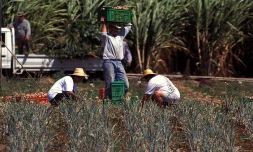 Travail dans les champs (Photo Archives)