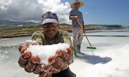 Jeudi 13 Janvier 2011

Saline de Saint-Leu