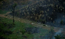 Des troupeaux de bétail près d'un feu volontaire allumé dans la forêt amazonienne, à Labrea, au Brésil, le 15 septembre 2021.
