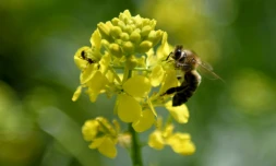 Une abeille butine dans un champ de fleurs à Plasa, le 13 mai 2020 en Albanie