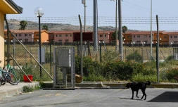 Un chien devant les barbelés d'un centre pour migrants à Mineo en Italie le 8 juillet 2019