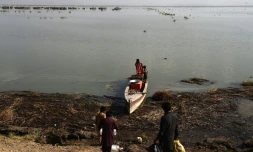 Des eaux usées se déversent depuis 30 ans dans le lac Manchar et l'ont rendu invivable, pour les poissons comme pour les pêcheurs.