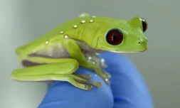 Une grenouille d'Arbre de spurrelli (Agalychnis spurrelli), au Centre Jambatu de recherche et conservation des amphibiens, à San Rafael, au sud-est de Quito en Equateur, le 4 juillet 2017