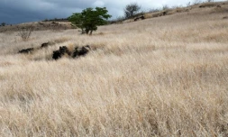 Sécheresse dans l'Ouest