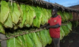 Un producteur de tabac, Chikumbutso Chekeni, devant sa récolte dans le village de Mlangala, au Malawi, le 8 avril 2022 