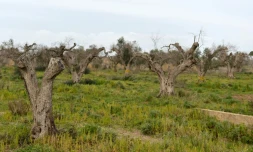 Des oliviers infectés par la bactérie "Xylella Fastidiosa" le 11 février 2016 à Gallipoli, prÚs de Lecce dans les Pouilles en Italie