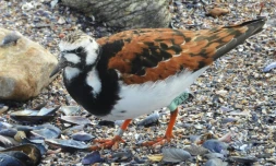 Un tournpierre, identifié comme "2TK" sur la bague en plastique qu'il porte à une patte, le 14 avril 2022 à Punta del Este, en Uruguay