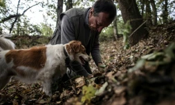 Giovanni Monchiero entraĂźne le chien Rocky Ă trouver des truffes, le 24 octobre 2018 Ă Roddi, en Italie