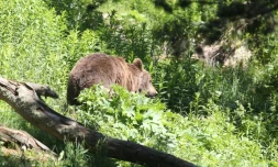 Nicolas Hulot souhaite réintroduire à l'automne deux ours femelles dans les Pyrénées, une opération inédite depuis 12 ans qui risque de provoquer l'opposition des éleveurs