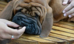 NoĂ«l est une pĂ©riode Ă risque pour les chiens, qui peuvent ĂȘtre amenĂ©s Ă manger du chocolat plus facilement alors qu'il est toxique pour eux