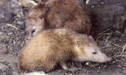 Tangues (Photo : http://pedagogie2.ac-reunion.fr/collecontedelisle)