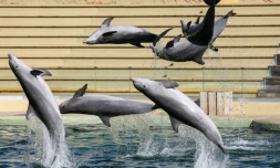 Des dauphins nagent dans le bassin du "Dolphins Arena" du parc d'attractions MarineLand, à Antibes, dans le sud-est de la France, le 27 novembre 2025