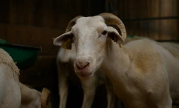 Un mouton souffrant de la maladie de la langue bleue d'un sérotype déjà établi en France, dans une ferme de Saint-Félix-de-Rieutord, près de Toulouse, le 8 août 2024
