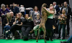 Une femme enlacée par son chien, un dogue allemand, le premier jour du salon canin Crufts, au National Exhibition Centre de Birmingham, dans le centre de l'Angleterre, le 10 mars 2022