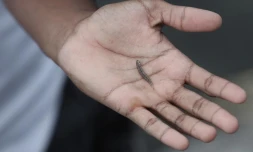 Mardi 1er Février 2011

Pêche aux bichiques dans la rivière de Saint-Denis

(Photo Marie Trouvé)