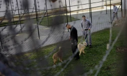 Des détenus et des chiens le 7 février 2016 dans la prison de Debrecen en Hongrie