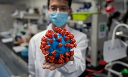 Un chercheur montre une maquette en plastique du nouveau coronavirus, au laboratoire contrôlant la qualité d'un vaccin expérimental de Sinovac Biotech, à Pékin le 29 avril 2020