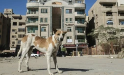 Un chien errant dans une rue du Caire, le 12 décembre 2018