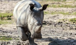 Photo du Domaine de Thoiry datée du 22 mars 2016 du rhinocéros Vince tué pour sa corne le 7 mars 2017 au zoo français de Thoiry à côté de Paris