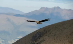 Une femelle Condor dans la réserve naturelle de Chakana, le 10 septembre 2020, au sud-est de Quito, en Equateur
